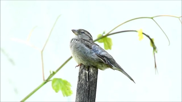 Sparrow (Passer domesticus) on a wooden stick with cracked wall in th background and grapevine
