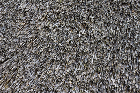texture of thatch roof, dry reed