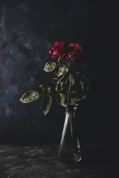 Wilting roses on a dark background