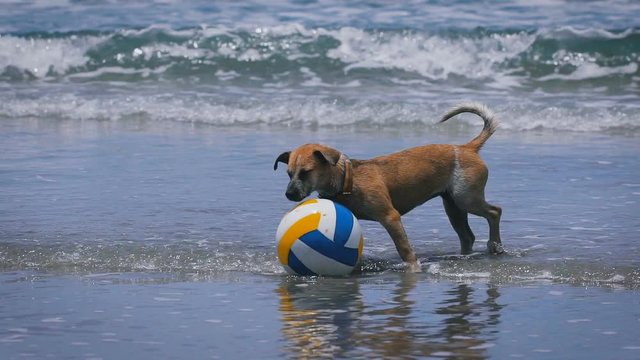 Happy wet puppy walking along the coast in the water and sniffing at coloured ball. Domestic brown dog of medium size shaking off in the ocean and barking standing near the volleyball.