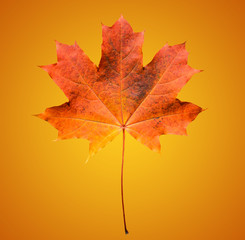 Golden orange and red maple leaf isolated on soft orange background. Beautiful autumn maple leaf isolated on orange and yellow gradient background. Fall leaf