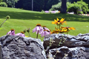 Rudbeckia et Échinacée
