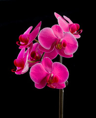 Fototapeta na wymiar Pink moth orchid on black.