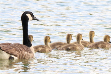 Canada goose takes care of its goslings