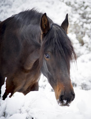 Obraz na płótnie Canvas bay horse nuzzling snow