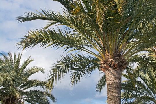 Palm leaves sky
