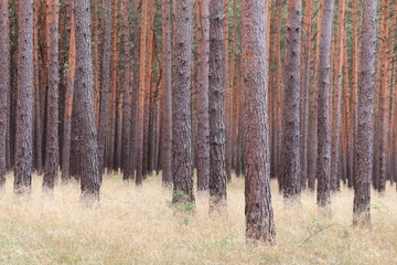 Pine forest in autumn