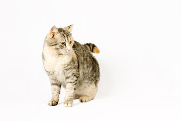 Fototapeta premium pedigreed shorthair spotted cat sits
