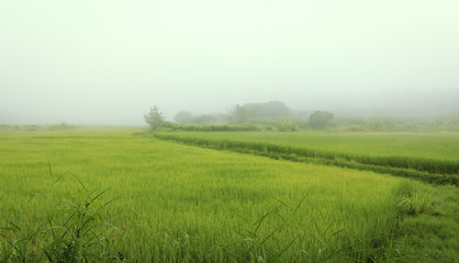 Green Rice Field with heavy fog in morning sun light