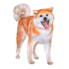 Watercolor portrait of red Akita, Akita-inu, Hakita, Shiba dog isolated on white background. Hand drawn sweet home pet. Realistic look. Greeting card design. Clip art. Add text.  National dog of Japan - 132258839