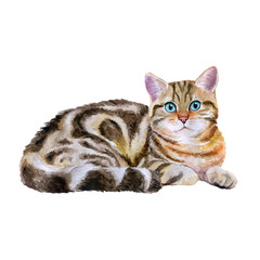 Watercolor portrait of blue, brown british marble short hair cat isolated on white background. Hand drawn sweet home pet. Bright colors, realistic look. Greeting card design. Clip art. Add your text