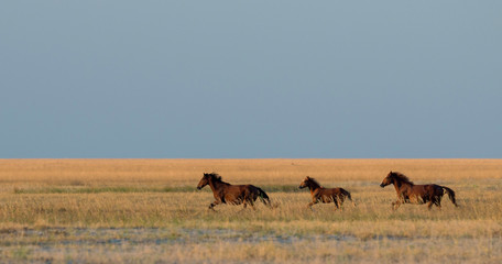 Naklejka na ściany i meble A herd of wild horses galloping across the steppe..Selective focus..
