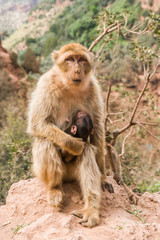 Naklejka premium Monkey at Cascades d'Ouzoud, Waterfall at Ouzoud, Morocco