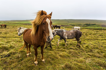 Fototapeta premium Small icelandic horse