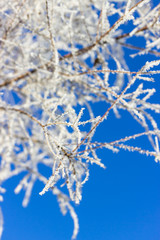 Smoke tree. Branches with frost on blue sky background