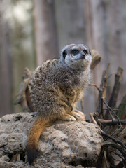 Erdmännchen 1