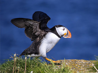 Puffin Landing
