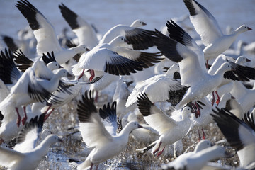 Snow Geese Taking Off in Flight