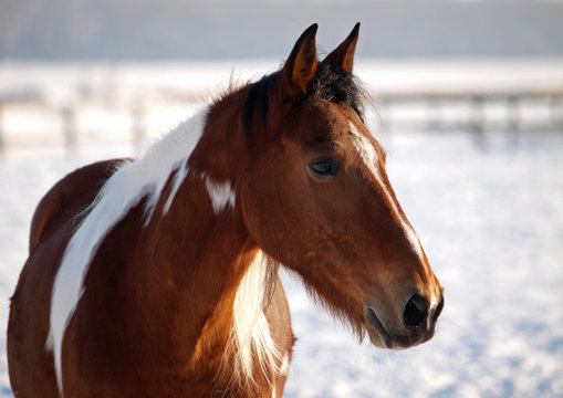 Portrait of a beautiful pinto horse  on a winter background