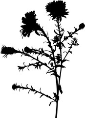 garden isolated flower with small black leaves