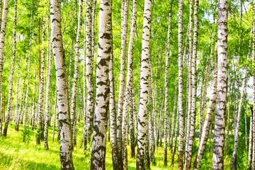 Gardinen Sommer im sonnigen Birkenwald © janbussan
