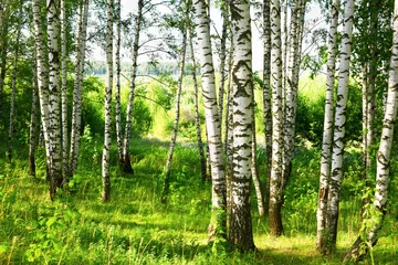 Wall murals Birch grove summer in sunny birch forest