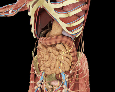 Apparato digerente ricostruzione 3d