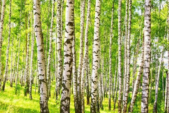 Fototapeta summer in sunny birch forest