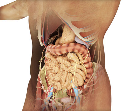 Apparato digerente ricostruzione 3d