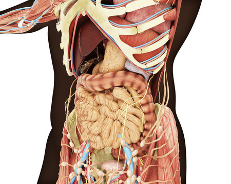 Apparato digerente ricostruzione 3d