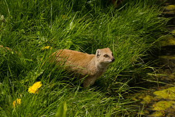 Alert yellow mongoose in the grass near the water