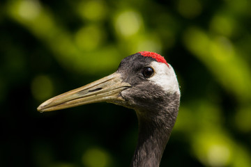Close-up of whooping crane