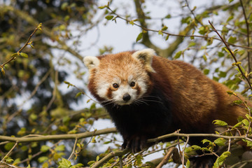 Obraz premium Curious Red panda in a Tree
