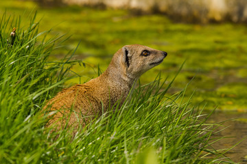 Curious yellow mongoose in the grass