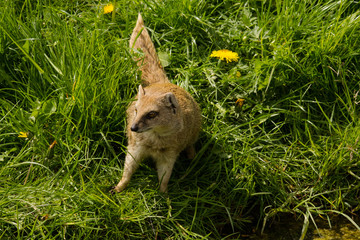 Yellow mongoose being alert