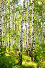 summer in sunny birch forest - obrazy, fototapety, plakaty