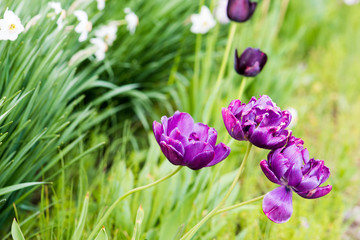 Obraz premium Purple tulips in a field in daylight