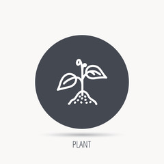 Plant with leaves icon. Agricultural or gardening sign symbol. Round web button with flat icon. Vector