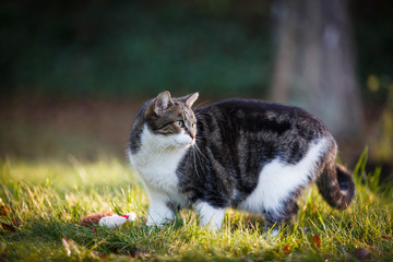 Katze im Garten