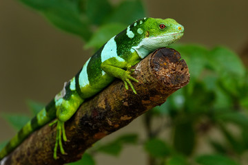Male Fiji banded iguana (Brachylophus fasciatus) on Viti Levu Is