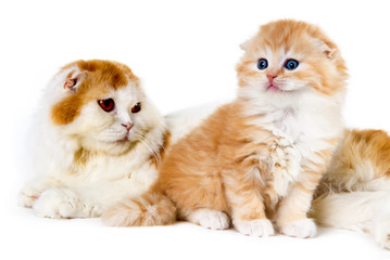 Mommy and baby cats yellow and white on a white background