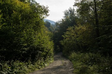 Forest and trees, path. Slovakia