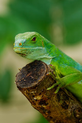 Male Fiji banded iguana (Brachylophus fasciatus) on Viti Levu Is