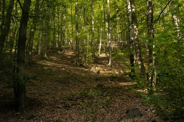Forest and trees, path. Slovakia