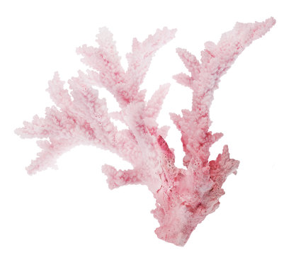medium red coral isolated branch