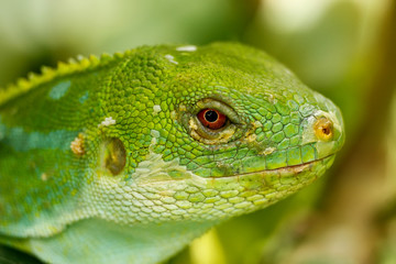 Portrait of male Fiji banded iguana (Brachylophus fasciatus) on