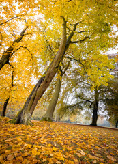 Herbstliche Parklandschaft, Weitwinkelaufnahme