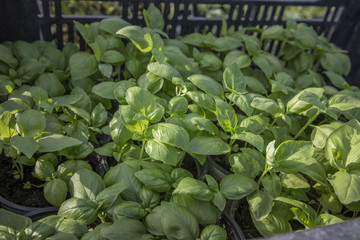 Fresh leafy green basil plants