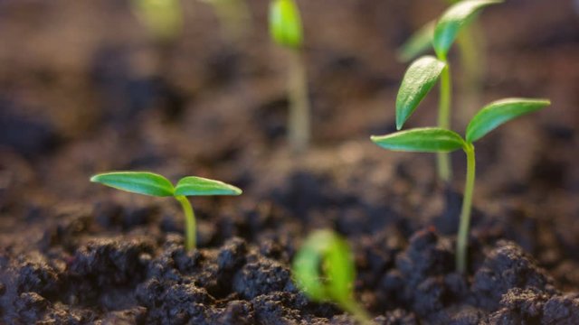 Pepper Plant Growing Time Lapse Rotating to Sun Without