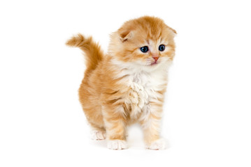 Scottish fold kitten yellow and white standing and observing on a white background